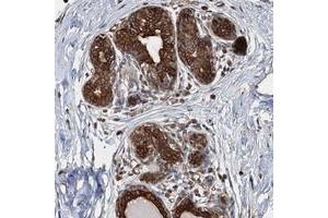 Immunohistochemical staining of human breast with AGRP polyclonal antibody  shows strong cytoplasmic and membranous positivity in glandular cells. (AGRP Antikörper)