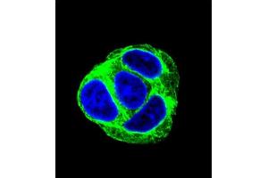 Confocal immunofluorescent analysis of EXOC3L Antibody (C-term) (ABIN655213 and ABIN2844825) with HepG2 cell followed by Alexa Fluor 488-conjugated goat anti-rabbit lgG (green). (EXOC3L1 Antikörper  (C-Term))