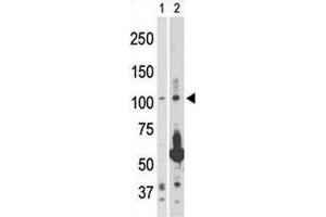 NIK antibody used in western blot to detect NIK in 293 cell lysate (Lane 1) and rat testis tissue lysate (2).