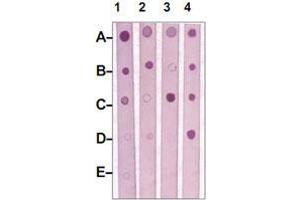 Dot Blot : 1 ug peptide was blot onto NC membrane. (MST1R Antikörper  (Internal Region))