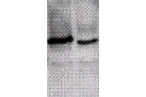 ING1 antibody  (N-Term) (FITC)