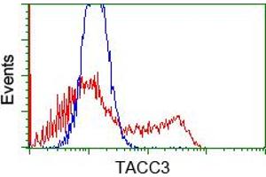 Image no. 5 for anti-Transforming, Acidic Coiled-Coil Containing Protein 3 (TACC3) antibody (ABIN1498098) (TACC3 Antikörper)