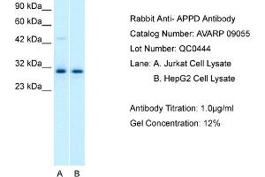 Host: Rabbit Target Name: APPD Sample Tissue: Human Jurkat Whole cell Antibody Dilution: 1ug/ml (PLEKHF1 Antikörper  (C-Term))
