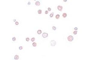 Immunohistochemistry (IHC) image for anti-FRAS1 Related Extracellular Matrix 1 (FREM1) (C-Term) antibody (ABIN1030402) (FREM1 Antikörper  (C-Term))