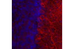 Indirect immunostaining of PFA fixed mouse cerebellum section with anti-cytohesin 3 (dilution 1 : 500; red). (Cytohesin 3 Antikörper  (AA 1-70))