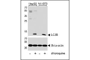 Western blot analysis of lysates from HepG2, mouse NIH/3T3 cell line, untreated or treated with chloroquine, 50uM, using LC3 Antibody (G8B) (N-term) 1802a (upper) or Beta-actin (lower).
