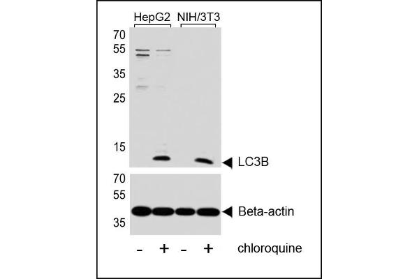MAP1LC3A antibody  (N-Term)