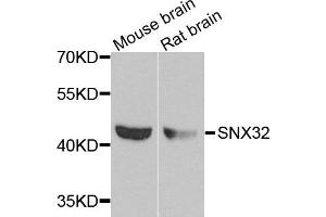 Western blot analysis of extracts of mouse brain cell lines, using SNX32 antibody. (SNX32 Antikörper)