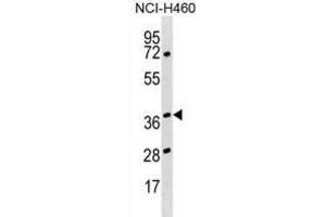 Western Blotting (WB) image for anti-Heterogeneous Nuclear Ribonucleoprotein H3 (2H9) (HNRNPH3) antibody (ABIN2999195) (HNRNPH3 Antikörper)