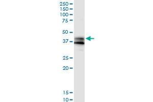 Immunoprecipitation of GPR175 transfected lysate using anti-GPR175 MaxPab rabbit polyclonal antibody and Protein A Magnetic Bead , and immunoblotted with GPR175 purified MaxPab mouse polyclonal antibody (B01P) . (GPR175 Antikörper  (AA 1-373))