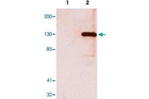 Western blot analysis of V5 tag monoclonal antibody, clone E10  in 293 cells.