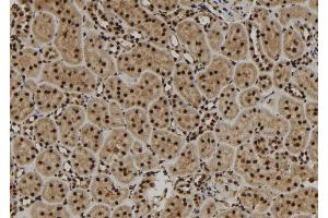 ABIN6279839 at 1/100 staining Rat kidney tissue by IHC-P. (SCNM1 Antikörper)