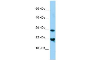 WB Suggested Anti-Mafg Antibody Titration: 1. (Mafg Antikörper  (N-Term))
