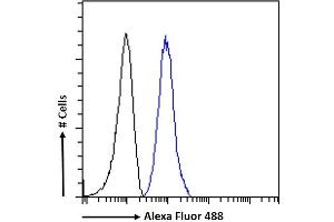 (ABIN185358) Flow cytometric analysis of paraformaldehyde fixed K562 cells (blue line), permeabilized with 0.