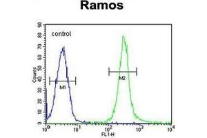 Flow cytometric analysis of Ramos cells using FAM133A Antibody (N-term) Cat. (FAM133A Antikörper  (N-Term))