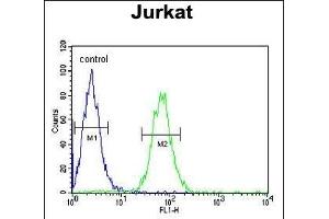 PTPN11 Antibody (C-term) (ABIN390840 and ABIN2841066) flow cytometric analysis of Jurkat cells (right histogram) compared to a negative control cell (left histogram).