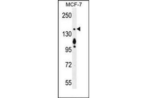 Western blot analysis of MYO6 Antibody (C-term) in MCF-7 cell line lysates (35ug/lane). (Myosin VI Antikörper  (C-Term))