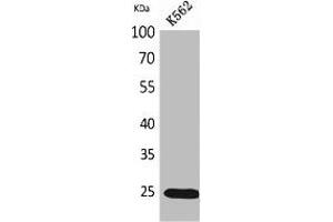 Western Blot analysis of K562 cells using IGFBP6 Polyclonal Antibody. (IGFBP6 Antikörper  (Internal Region))