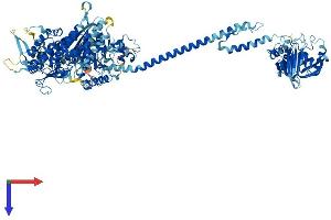 MYO1G Protein (AA 1-1024) (His tag)