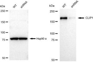 Western blotting analysis using CLIP1 antibody (ABIN7797861).