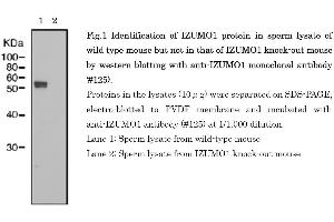 Western Blotting (WB) image for anti-Izumo Sperm-Egg Fusion 1 (IZUMO1) antibody (ABIN2452040)