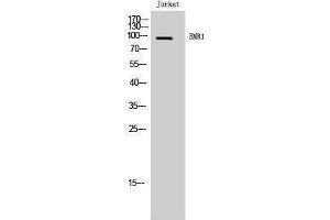 Western Blotting (WB) image for anti-Egf-Like Module Containing, Mucin-Like, Hormone Receptor-Like 1 (EMR1) (C-Term) antibody (ABIN3184473) (F4/80 Antikörper  (C-Term))