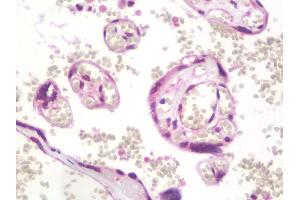 Anti-TRIM45 antibody IHC staining of human placenta. (TRIM45 Antikörper  (AA 288-580))