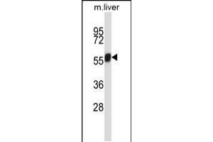 Western blot analysis in mouse liver tissue lysates (35ug/lane). (NEK3 Antikörper  (C-Term))