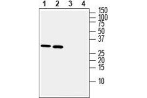 Western blot analysis of rat brain lysate (lanes 1 and 3) and mouse brain lysate (lanes 2 and 4): - 1, 2.