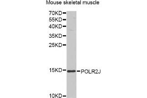 Western blot analysis of extracts of mouse skeletal muscle, using POLR2J antibody (ABIN6292512) at 1:1000 dilution. (POLR2J Antikörper)