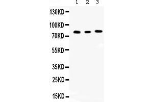 Western blot analysis of Cyclin T1 expression in rat kidney extract ( Lane 1), mouse spleen extract ( Lane 2) and JURKAT whole cell lysates ( Lane 3).