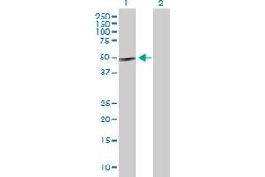 Western Blot analysis of NFIB expression in transfected 293T cell line by NFIB MaxPab polyclonal antibody. (NFIB Antikörper  (AA 1-420))