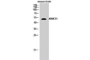 Western Blotting (WB) image for anti-Armadillo Repeat Containing, X-Linked 1 (ARMCX1) (N-Term) antibody (ABIN3183370)