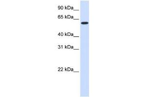 WB Suggested Anti-UGT8 Antibody Titration:  0. (UGT8 Antikörper  (Middle Region))