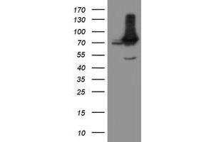 Image no. 2 for anti-Negative Regulator of Ubiquitin-Like Proteins 1 (NUB1) (AA 1-326) antibody (ABIN1490744)