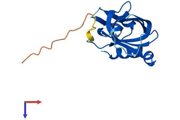 RMI2 Protein (AA 1-149) (His tag)