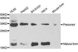 Western blot analysis of extracts of various cell lines, using NGF antibody. (Nerve Growth Factor Antikörper  (AA 19-241))
