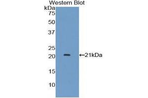 Western blot analysis of the recombinant protein. (IFNA7 Antikörper  (AA 24-189))