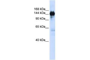 PFAS anticorps  (N-Term)