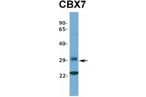 Host:  Rabbit  Target Name:  CBX7  Sample Type:  721_B  Antibody Dilution:  1. (CBX7 Antikörper  (Middle Region))