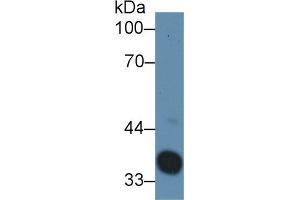 Western blot analysis of Rat Serum, using Rabbit Anti-Rat Hpt Antibody (3 µg/ml) and HRP-conjugated Goat Anti-Rabbit antibody (abx400043, 0. (Haptoglobin Antikörper  (AA 104-346))