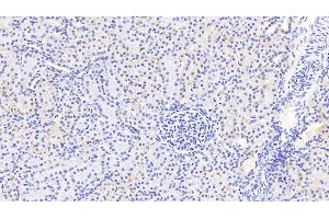PDGFC anticorps  (AA 235-345)