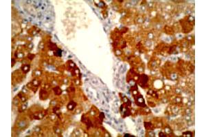 Immunohistochemistry staining using CYP2A6 monoclonal antibody, clone F16 P2 D8  on normal human liver tissue at 1 ug/mL .