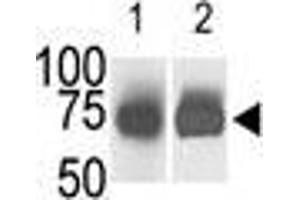 The anti-SphK2 Pab is used in Western blot (Lane 1) to detect c-myc-tagged SphK2 in transfected 293 cell lysate (a c-myc antibody is used as control in Lane 2). (SPHK2 Antikörper  (N-Term))