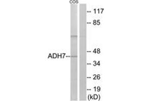 Western Blotting (WB) image for anti-Alcohol Dehydrogenase 7 (Class IV), mu Or sigma Polypeptide (ADH7) (AA 211-260) antibody (ABIN2890103) (ADH7 Antikörper  (AA 211-260))