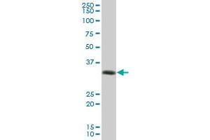 HLA-DRA MaxPab polyclonal antibody. (HLA-DRA Antikörper  (AA 1-254))