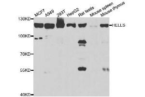 Western blot analysis of extracts of various cell lines, using HELLS antibody. (HELLS Antikörper  (AA 719-838))