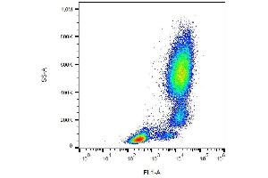 Surface staining of human peripheral blood with anti-CD11b (ICRF44) FITC. (CD11b Antikörper  (FITC))