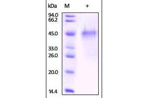 Mouse OX40, His Tag on SDS-PAGE under reducing (R) condition. (TNFRSF4 Protein (AA 20-211) (His tag))