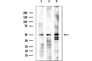 Western blot analysis of lysates from various samples, using NUP50 Mouse Monoclonal Antibody at 1/1000 dilution.